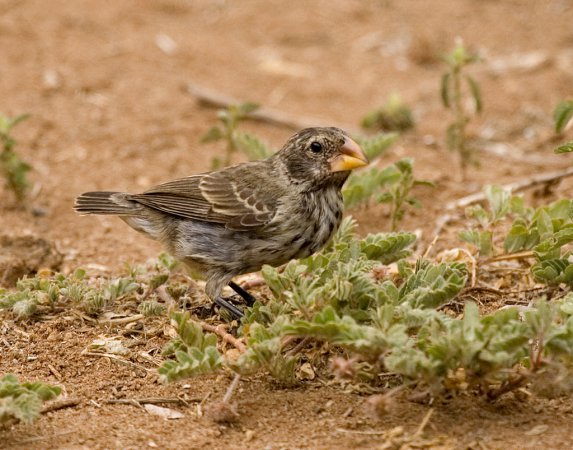Photo (1): Large Ground-Finch