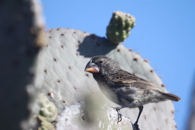Photo (2): Large Ground-Finch