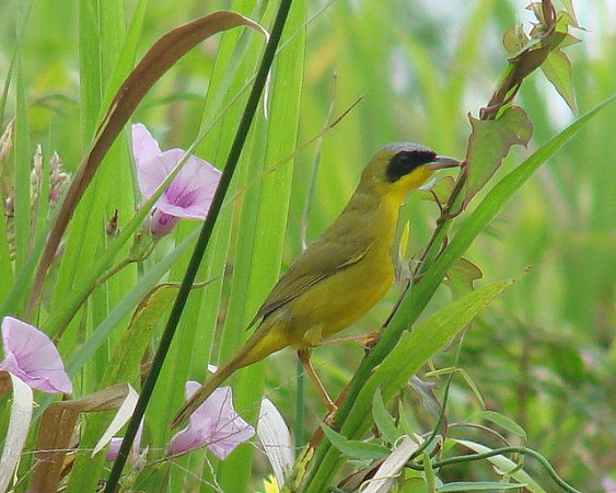 Photo (9): Masked Yellowthroat