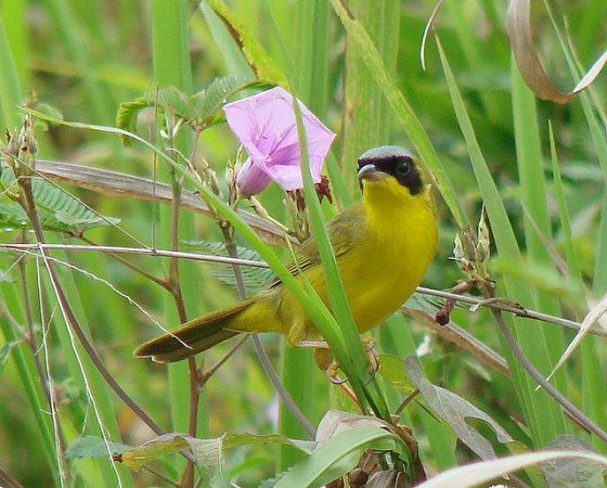 Photo (10): Masked Yellowthroat