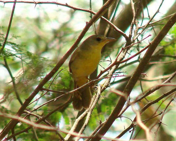 Photo (4): Masked Yellowthroat