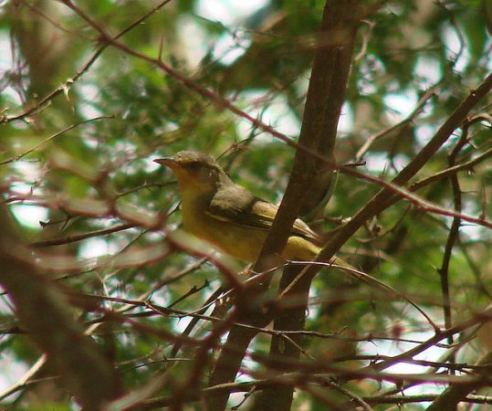 Photo (6): Masked Yellowthroat