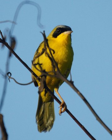 Photo (7): Masked Yellowthroat