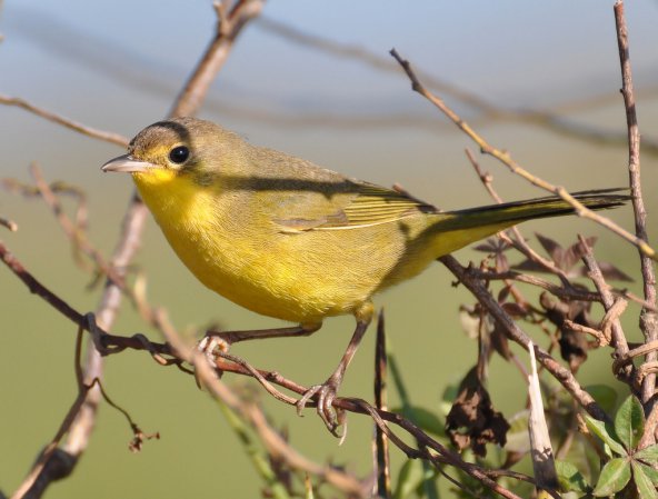 Photo (2): Masked Yellowthroat