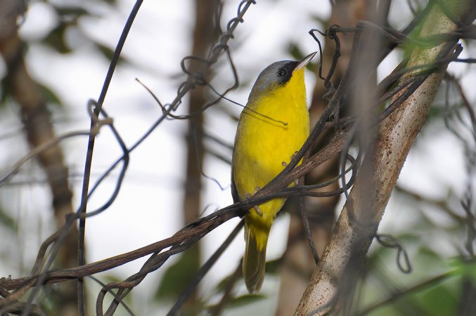 Photo (3): Masked Yellowthroat