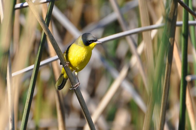 Photo (8): Masked Yellowthroat