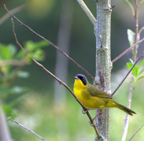 Photo (12): Masked Yellowthroat