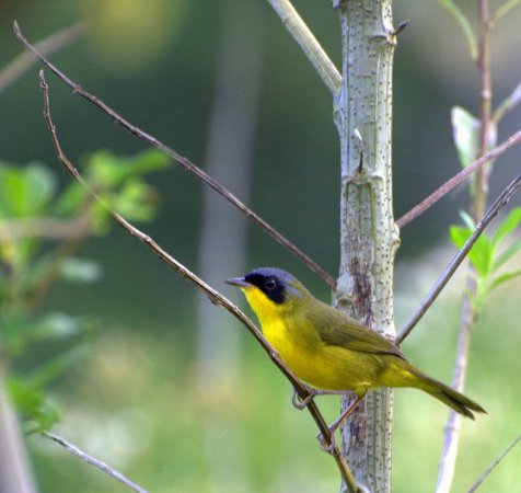 Photo (11): Masked Yellowthroat