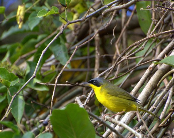 Photo (13): Masked Yellowthroat