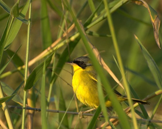 Photo (5): Masked Yellowthroat
