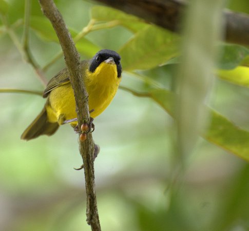 Photo (1): Masked Yellowthroat