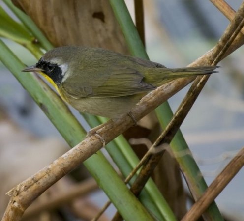 Photo (15): Common Yellowthroat