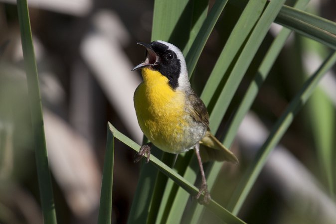 Photo (3): Common Yellowthroat