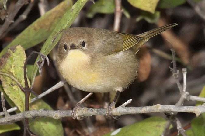 Photo (17): Common Yellowthroat