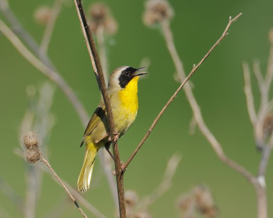 Photo (5): Common Yellowthroat