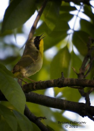 Photo (14): Common Yellowthroat