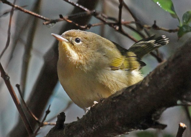 Photo (19): Common Yellowthroat