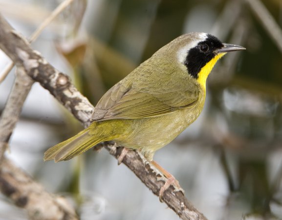 Photo (7): Common Yellowthroat