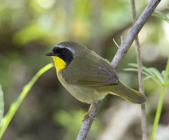 Photo (11): Common Yellowthroat