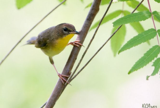 Photo (21): Common Yellowthroat