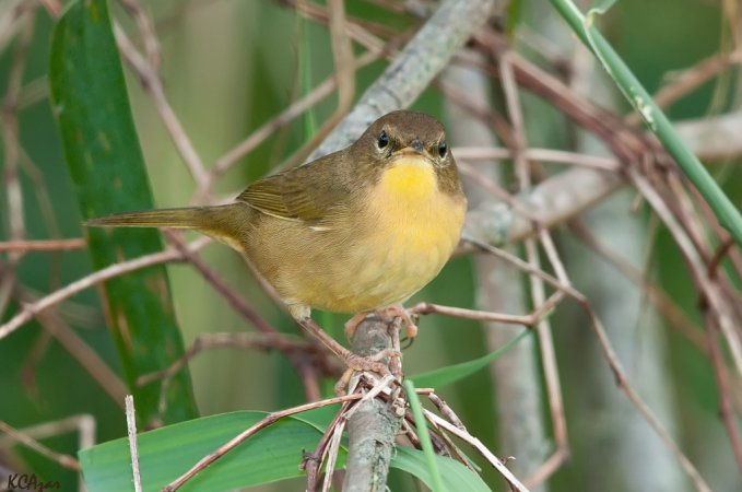 Photo (18): Common Yellowthroat