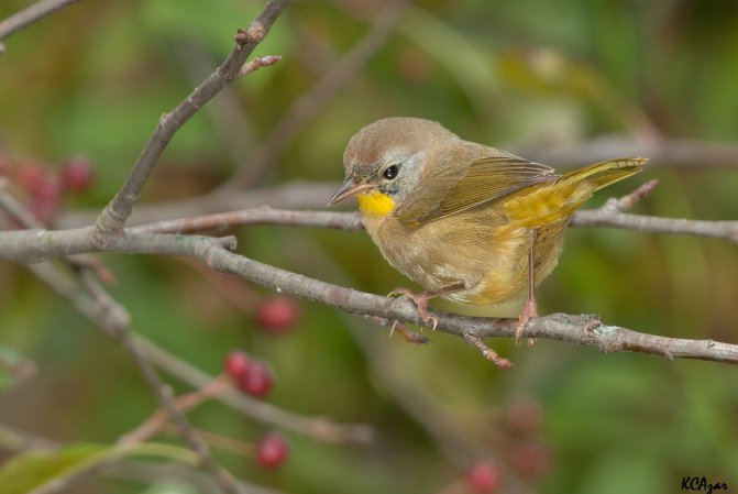 Photo (20): Common Yellowthroat