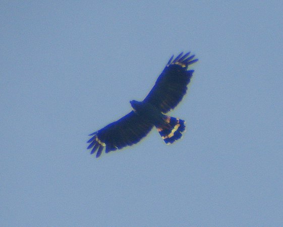 Photo (7): Crane Hawk