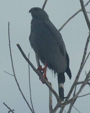 Photo (4): Crane Hawk