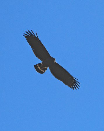 Photo (5): Crane Hawk