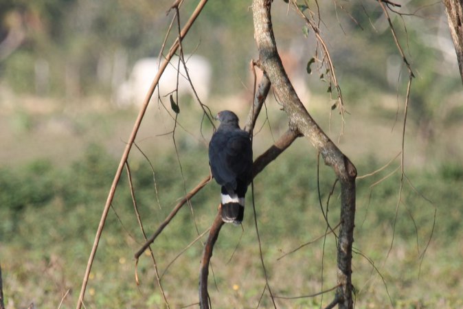 Photo (2): Crane Hawk