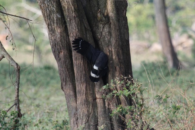 Photo (9): Crane Hawk