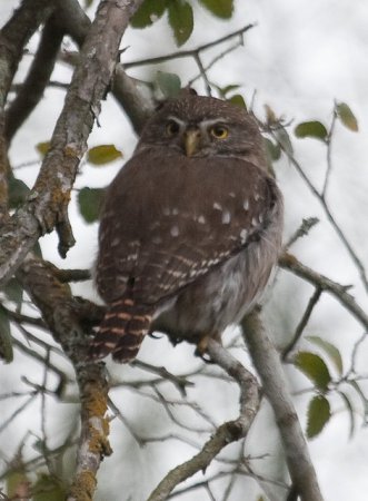 Photo (13): Ferruginous Pygmy-Owl