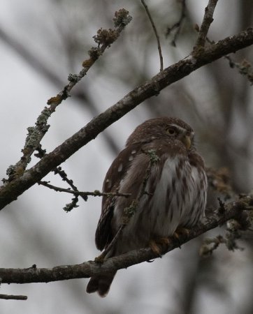Photo (12): Ferruginous Pygmy-Owl