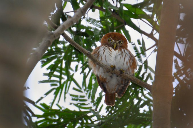 Photo (19): Ferruginous Pygmy-Owl