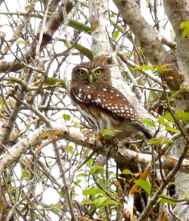 Photo (17): Ferruginous Pygmy-Owl