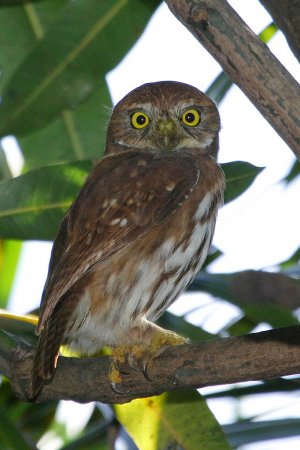 Photo (4): Ferruginous Pygmy-Owl