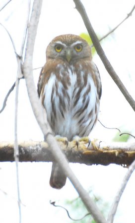 Photo (20): Ferruginous Pygmy-Owl