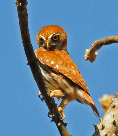 Photo (16): Ferruginous Pygmy-Owl