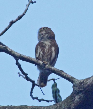 Photo (21): Ferruginous Pygmy-Owl