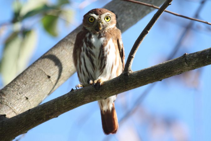 Photo (11): Ferruginous Pygmy-Owl
