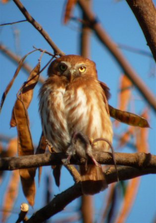 Photo (10): Ferruginous Pygmy-Owl