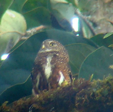 Photo (2): Andean Pygmy-Owl