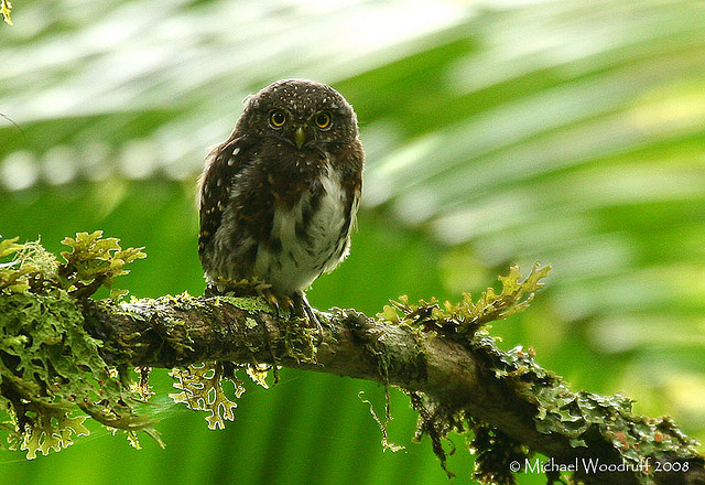 Photo (1): Andean Pygmy-Owl