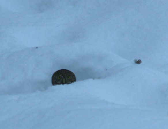 Photo (22): Northern Pygmy-Owl