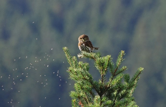 Photo (15): Northern Pygmy-Owl