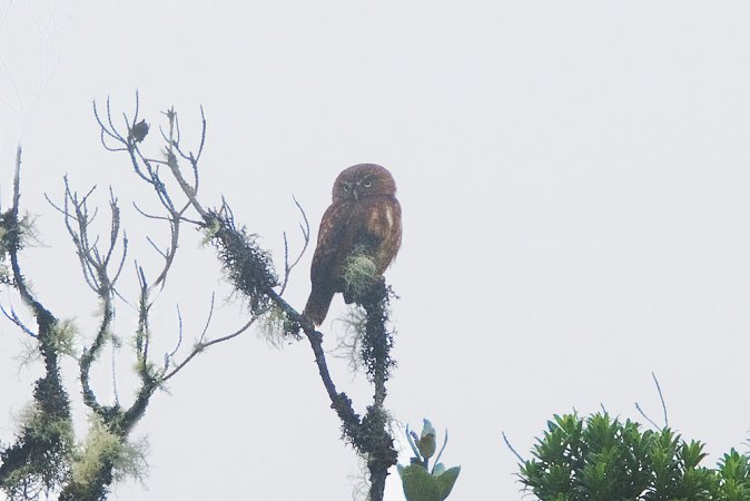 Photo (4): Andean Pygmy-Owl