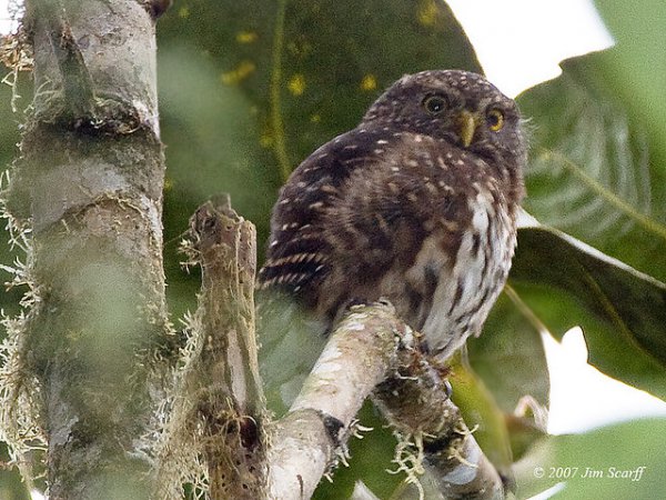 Photo (3): Andean Pygmy-Owl