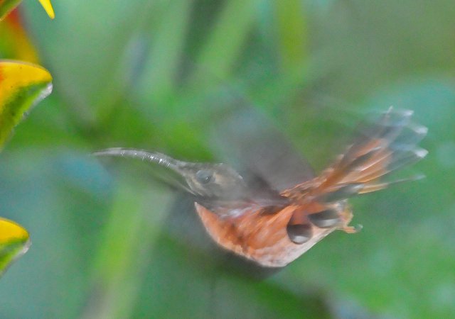 Photo (1): Bronzy Hermit