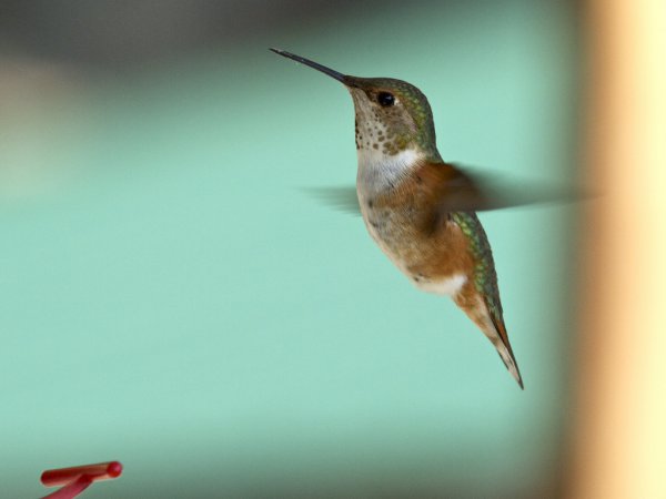 Photo (1): Pirre Hummingbird