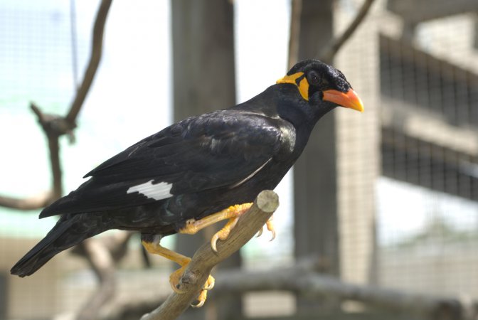 Photo (5): Hill Myna